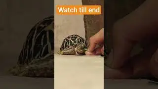 Tortoise eating asmr#animal #turtle #turtlewatching #tortoise #shorts #viral #funny #pets