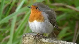 British Robin Red Breast UK Bird - The National Bird of Great Britain