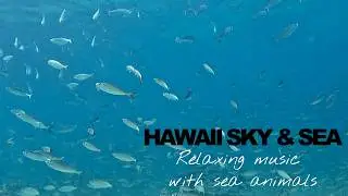 AMBIENT CHILL OUT RELAXING MUSIC with Hawaiian Underwater world