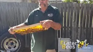 Robbing Honey From The Beehive Processing Honey Bee Procedures