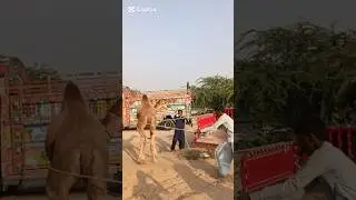 Camel Aggression While Being Loaded Into a Small Vehicle