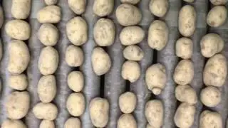 Pootaardappels sorteren 2016