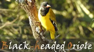 Black-headed Oriole (Oriolus larvatus) Bird Call & Video - Liquid Bird Calls | Stories Of The Kruger