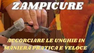 Pappagallo manicure&hellip;taglio unghie pappagalli, limare unghie pappagallo#dremel #pappagalli
