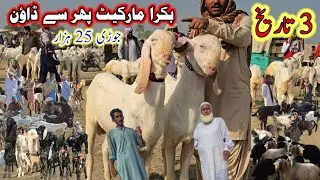 January 3, Biggest bakra market information in dgkhan #at #updatenadirbalochgoatfarming #business 