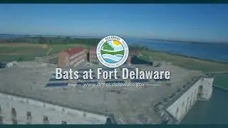 Fort Delaware Bats and White Nose Syndrome