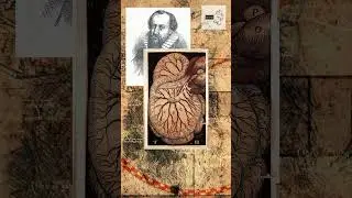 The Body&rsquo;s Hidden Rivers | Secret Life of the Lymphatic System