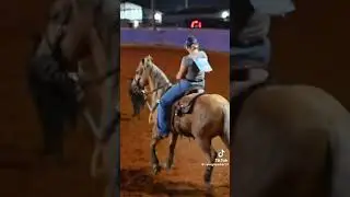 #horse #sterstallion #horseenthusiast #equestrianjourney #horsefan