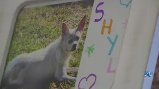 Owners of chihuahua killed in alleged pit bull attack in Chesapeake speak out