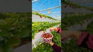 strawbery picking#strawbery garden barka#youtube shorts#viral shorts