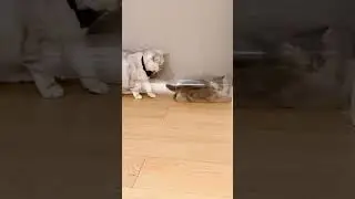 Cat Discovers Unique Talent...
