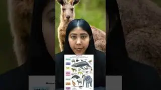 &ldquo;Mammals Unveiled: A Journey into Their Remarkable World&rdquo; | Mammalia | Characteristics | Adhyayanta
