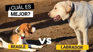 Beagle vs Labrador