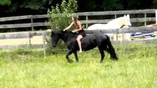galop en prairie en liberté (Noche)