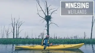 A Lone Nest | Kayaking the Minesing Wetlands