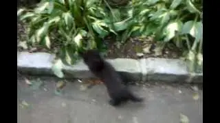 Cute Kitten Playing