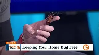Keeping your home bug free