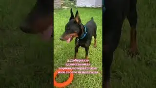 рубрика доберманы возвращается!! #доберман