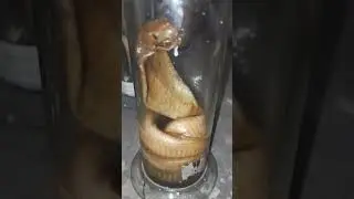 #kingcobra #cobra #snake #najanaja #biology #bio #biologylover #biologyeducation #biologyworld