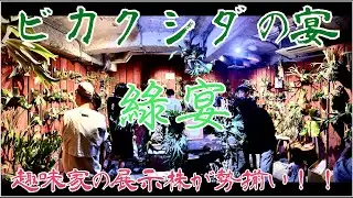 【ビカクイベント】ビカクシダの宴「綠宴」に行ってきた！！！