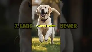 Top 10 Smartest Dog Breeds In The World #top10 #dog  #viralshorts