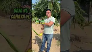 Pemilihan buah yang kecik dan buang agak penting supaya buah naga dapat nutrisi #petanibangga
