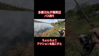 2025年11月16日多摩川バス釣り#多摩川バス釣り#バス釣り#バスフィッシング#bass fishing#バス釣り好きと繋がりたい#釣り好きと繋がりたい#釣り#jbac釣りチャンネル