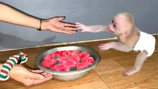 So cute! Baby monkey itchy and wants Mom bathe him!