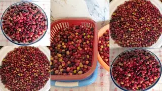 ترقيد الزيتون الاسود بطريقتين في الشكارة و القرعة بأدق تفاصيله زيتون مطمر طريقة تقليدية ناجحة 100%