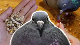 Кормлю с руки своего голубя!