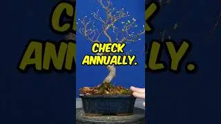 How to IMPROVE your Chinese Elm Bonsai (Beginner Tips) #bonsai #bonsairepotting #bonsaicare