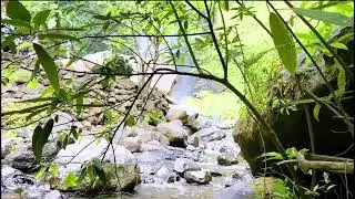 Morning Birdsong & Soothing Nature Music 🌄 Relax, Focus & Sleep Bette