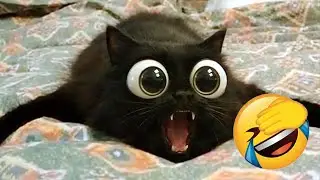 Only 1% Can Watch Without Laughing 😹🐶 Cats & Dogs 2026 🍓 #FunnyDogs #FunnyCats