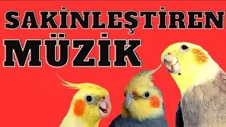 Sultan papağanı sakinleştirici müzik