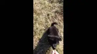 Heimo svensk lapphund