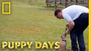 Attending Puppy School | Puppy Days