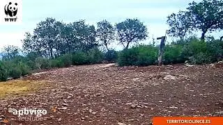 Lince rodea a perdiz. Lynx surrounds partridge. Territorio Lince