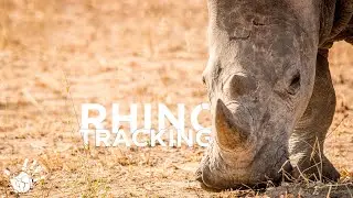 Rhino Tracking In Namibia - Palmwag Lodge