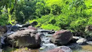 Let Go Of Stress And Drift To Sleep With Peaceful River Ripples Among Stones | Planet Walungan