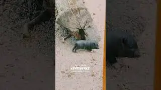 Keep your confidence #animalshorts #animalsvideo #littlepiggies #blackpig #animalworld