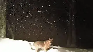 WNC SNOW 2/1/2021