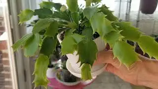 Thanksgiving & Christmas Cactus Care: September/October  2023