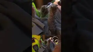 Dog rescued from house fire and given oxygen mask