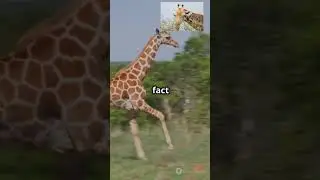 Unique and Fascinating Facts About Giraffes #facts #amazingfacts #giraffe#viral