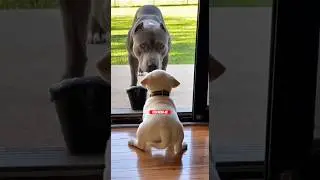 Cachorro Pequeno vs Pit Bull (Veja o Que aconteceu!) 😱 #cachorro