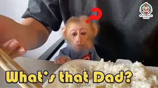 Bibi demanded some pieces from his Dad's lunchbox | Curious Monkey Family's Daily