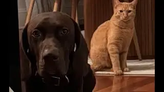 Funny cat and dog video compilation 2026 Benny and Smooch's funny moments