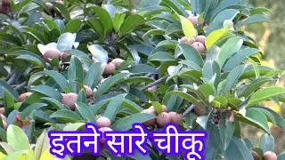एक पेड़ पर इतने सारे चीकू || best fruit bearing sapota plant #sapota #चीकू 