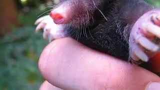 Kret europejski (Talpa europaea)