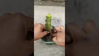 How To Propagate Dragon fruit plant in easy way.